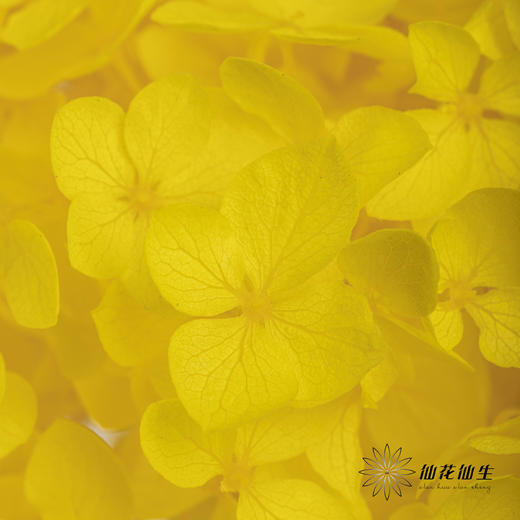 永生绣球 | 黄色 商品图1