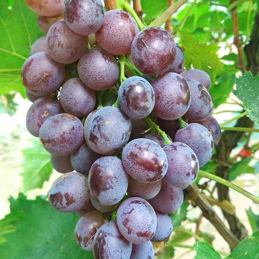 获金奖~【天津茶淀无籽玫瑰香】约4.5斤/箱 商品图1