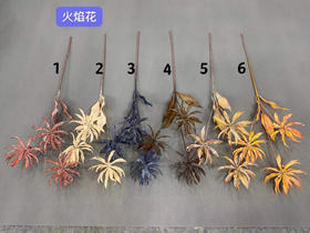 火焰花【运费自理】