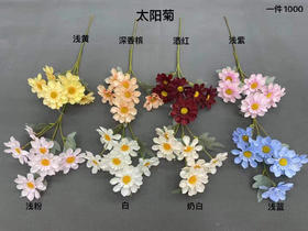 太阳菊【运费自理】