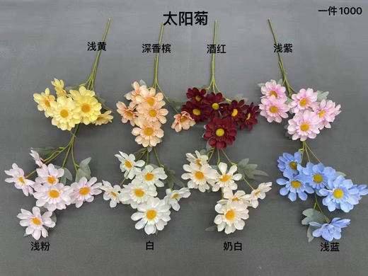 太阳菊【运费自理】 商品图0