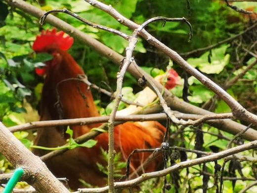 金伶俐·土公鸡（同城配送） 商品图3