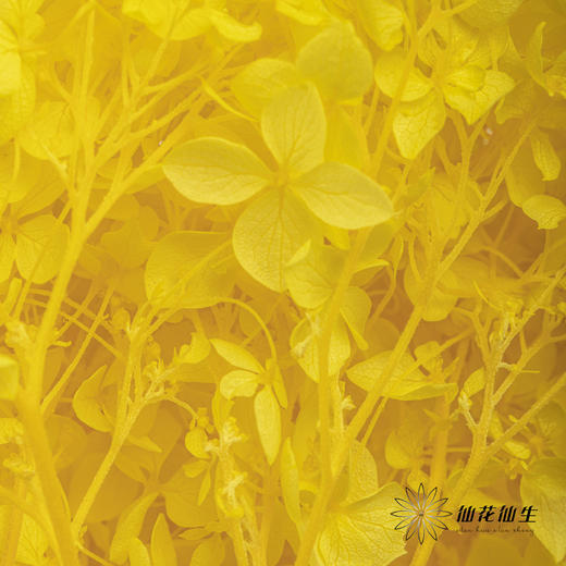 永生绣球 | 黄色 商品图6