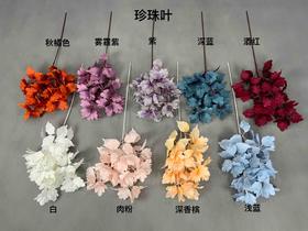 珍珠叶【运费自理】