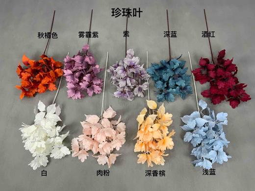 珍珠叶【运费自理】 商品图0