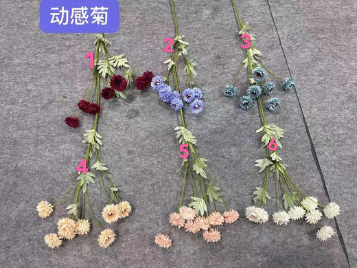 动感菊【运费自理】 商品图0