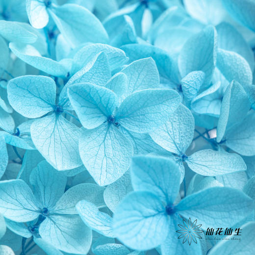 永生绣球 | 蓝色 商品图4