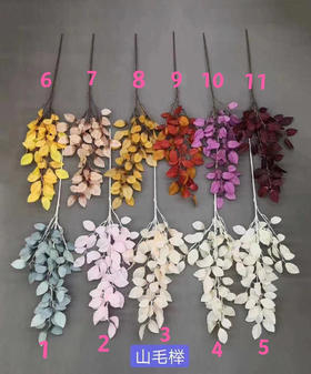 山毛榉【运费自理】