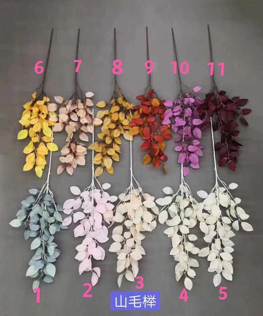 山毛榉【运费自理】 商品图0