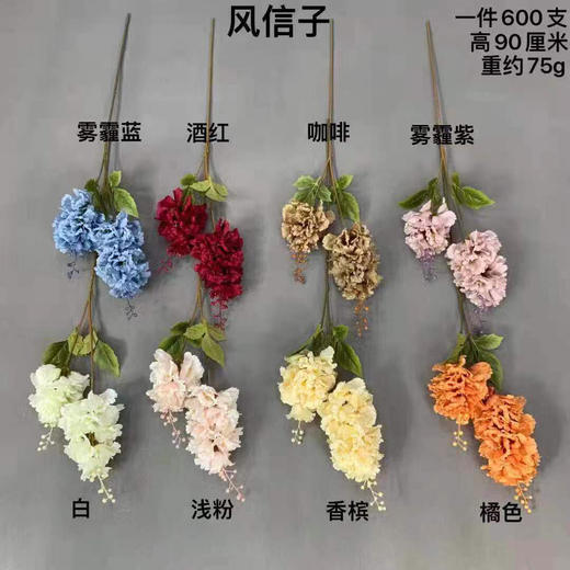 风信子【运费自理】 商品图0