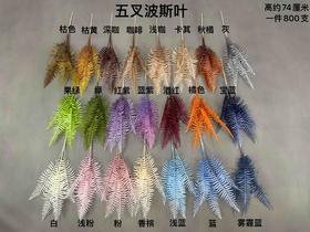 5叉波斯叶【运费自理】