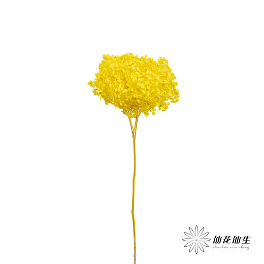 永生绣球 | 黄色 商品图5