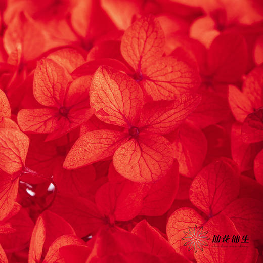 永生绣球 | 红色 商品图6