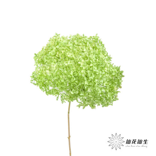 永生绣球 | 绿色 商品图3