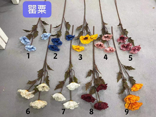 罂粟【运费自理】 商品图0