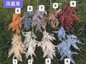 凤凰草【运费自理】