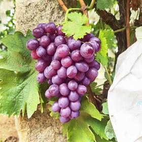 获金奖~【天津茶淀无籽玫瑰香】约4.5斤/箱