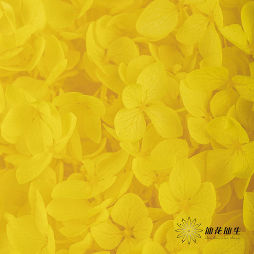永生绣球 | 黄色 商品图4