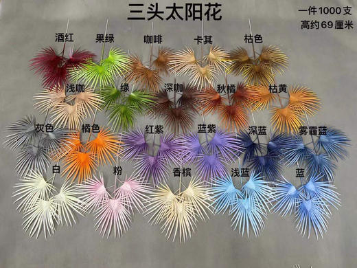 三头太阳花【运费自理】 商品图0