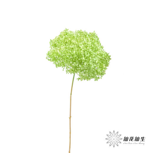 永生绣球 | 绿色 商品图5