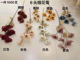 六头烟花菊【运费自理】