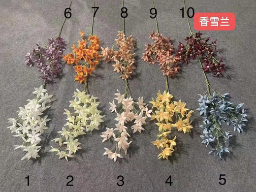 香雪兰【运费自理】 商品图0