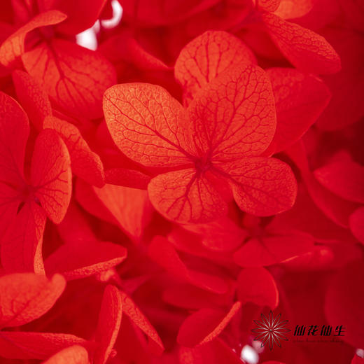 永生绣球 | 红色 商品图4