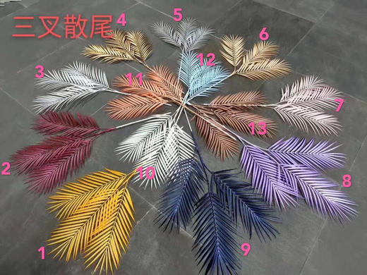 3叉散尾葵【运费自理】 商品图0