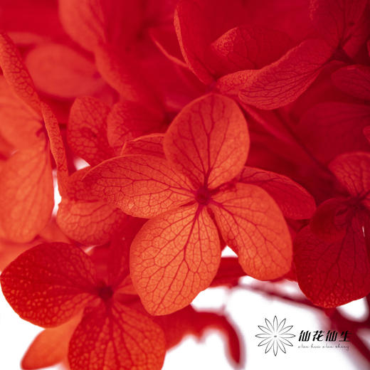 永生绣球 | 红色 商品图1