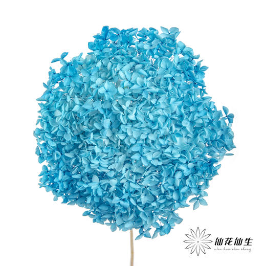 永生绣球 | 蓝色 商品图0