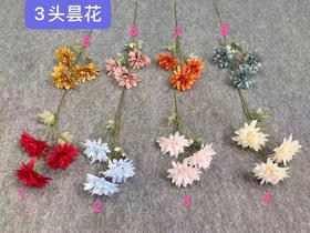 3头昙花【运费自理】