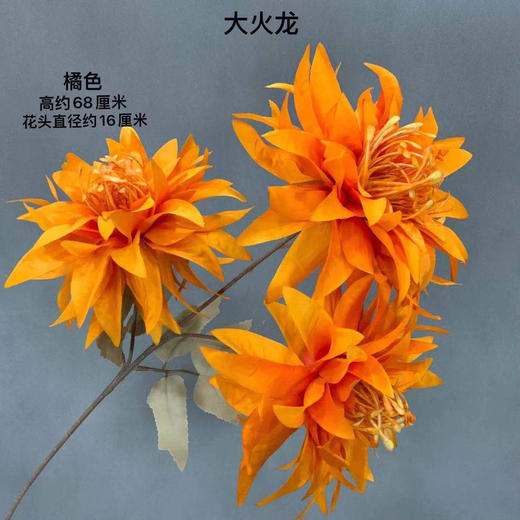 大火龙【运费自理】 商品图1