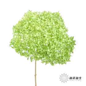 永生绣球 | 绿色