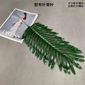 胶布针葵叶【运费自理】