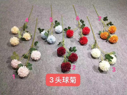3头球菊【运费自理】 商品图0