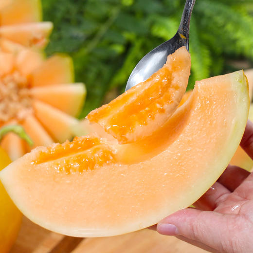 民勤蜜瓜 黄河蜜瓜甜瓜黄金蜜瓜黄皮瓜现季水果香甜多汁 一件代发 商品图2