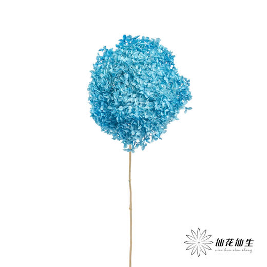 永生绣球 | 蓝色 商品图6