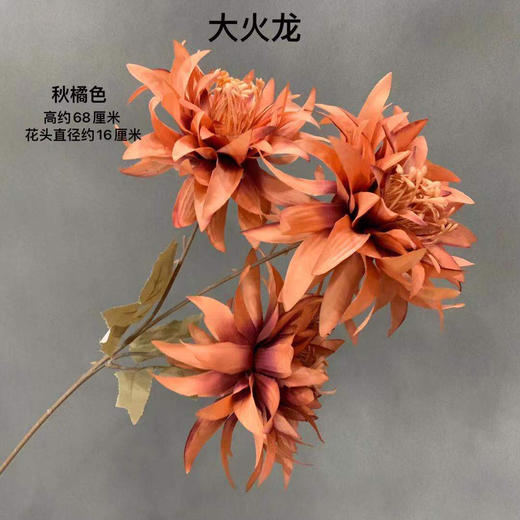 大火龙【运费自理】 商品图4