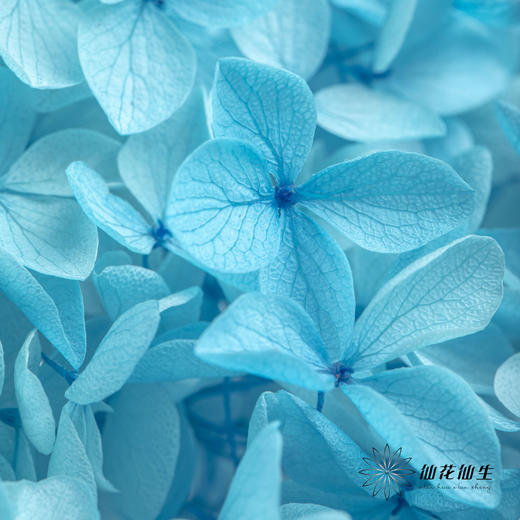 永生绣球 | 蓝色 商品图7