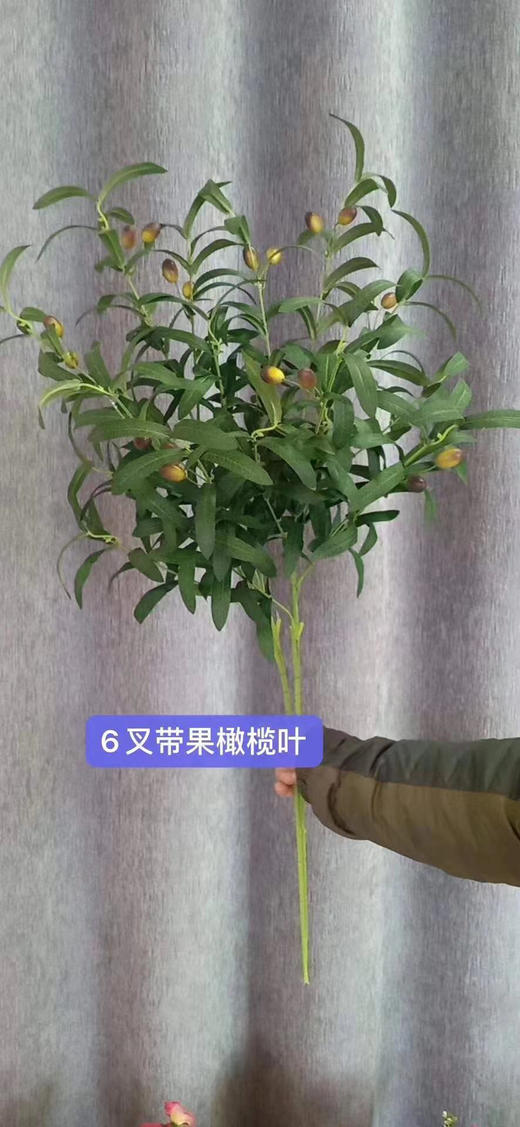6叉橄榄叶带果【运费自理】 商品图0