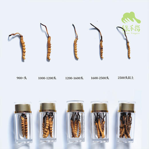 那曲冬虫夏草礼盒（2025年新草，24年断草8折优惠） | 公平贸易* Naqu Cordyceps sinensis | Fair-trade 商品图1