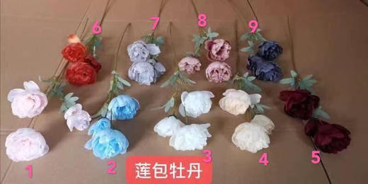 连包牡丹【运费自理】 商品图0