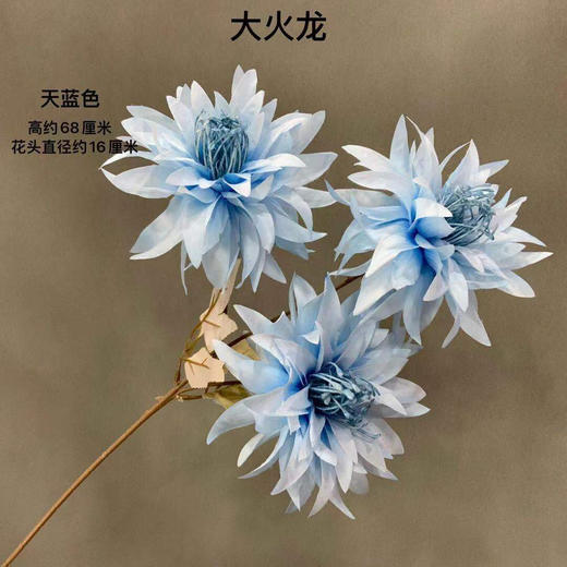 大火龙【运费自理】 商品图6