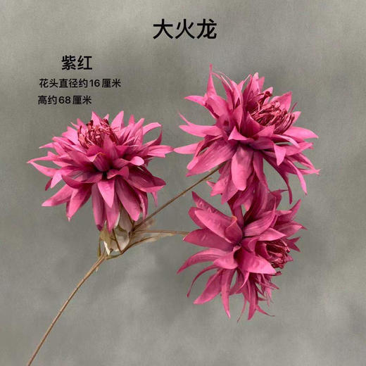 大火龙【运费自理】 商品图2