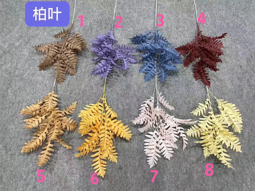 柏叶【运费自理】 商品图0