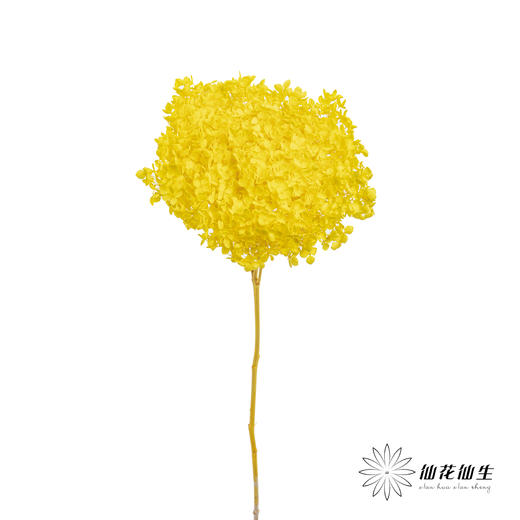 永生绣球 | 黄色 商品图3