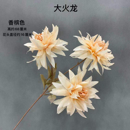 大火龙【运费自理】 商品图7