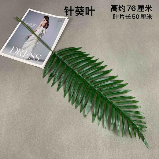 针葵叶【运费自理】 商品图0