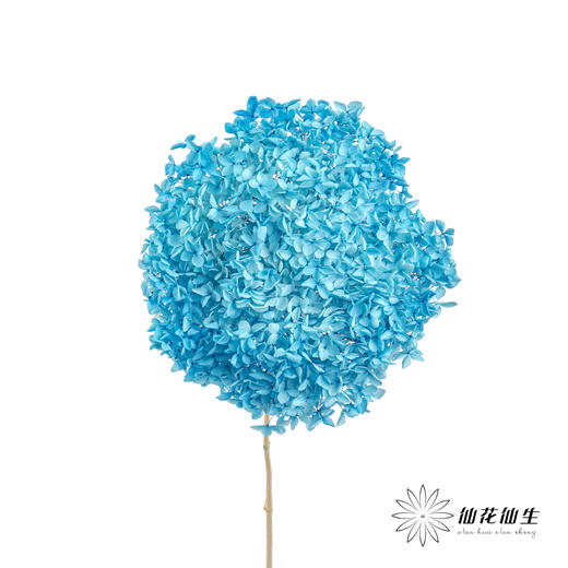 永生绣球 | 蓝色 商品图3