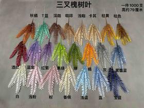 三叉槐树叶【运费自理】